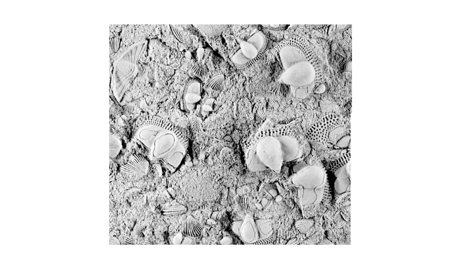 Cryptolithus Ordovician Ohio