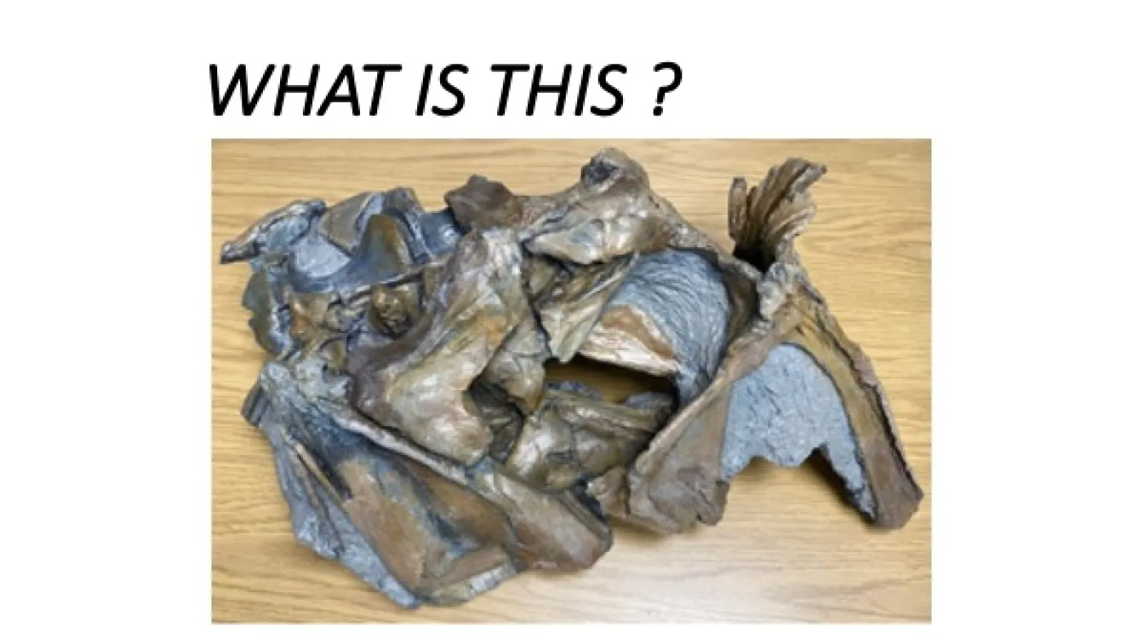 Antarctic dinosaur skull