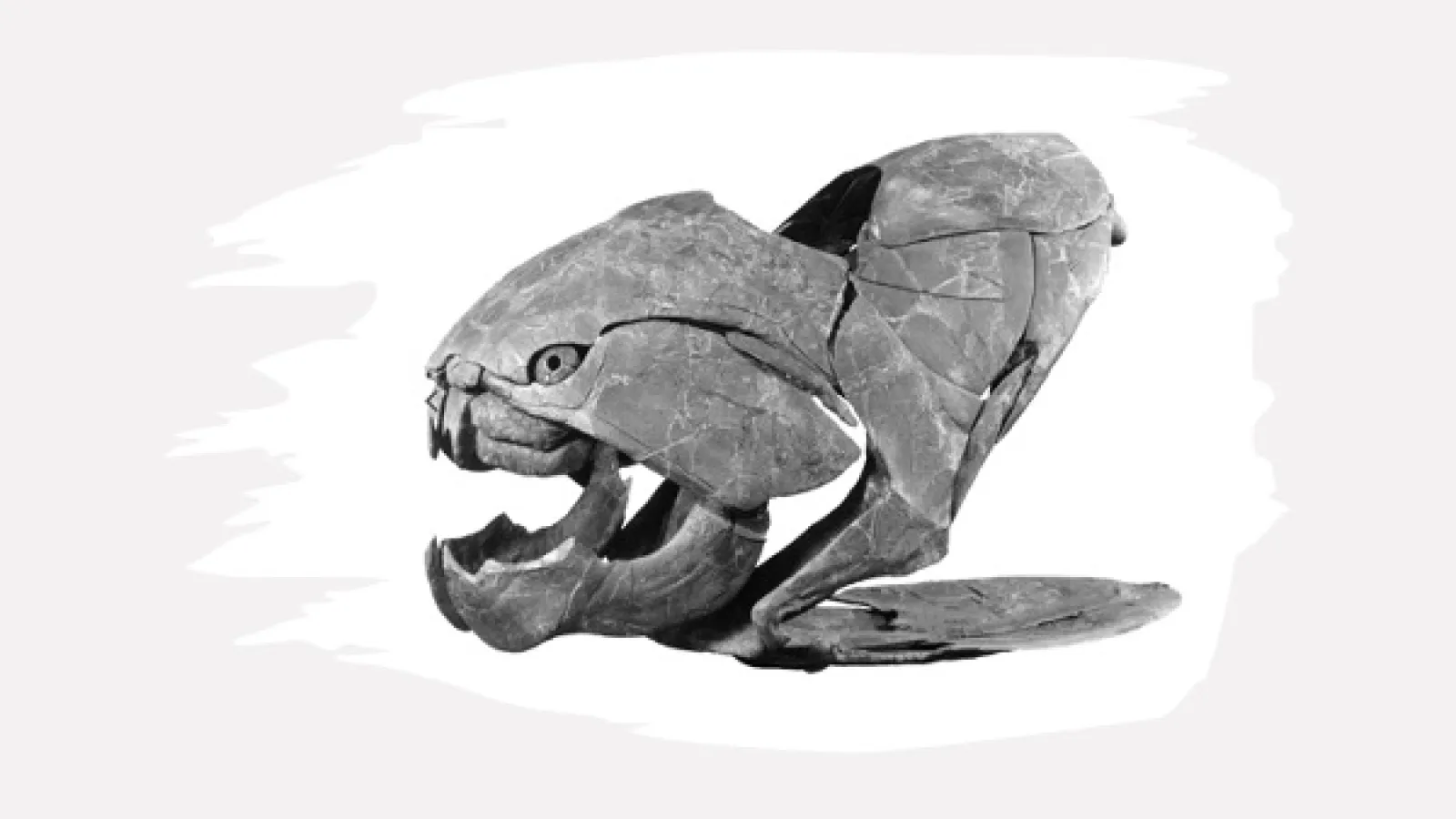 Dunkleosteus skull