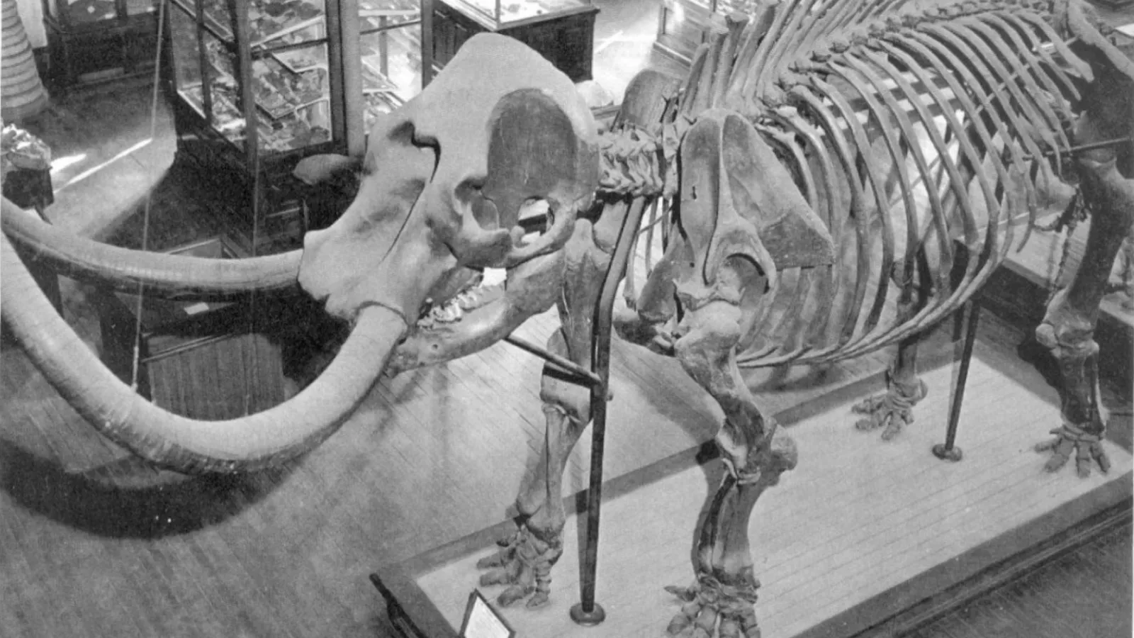Conway mastodon