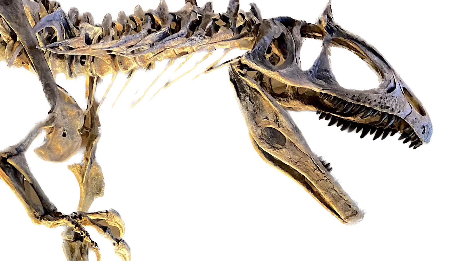 Cryolophosaurus anterior