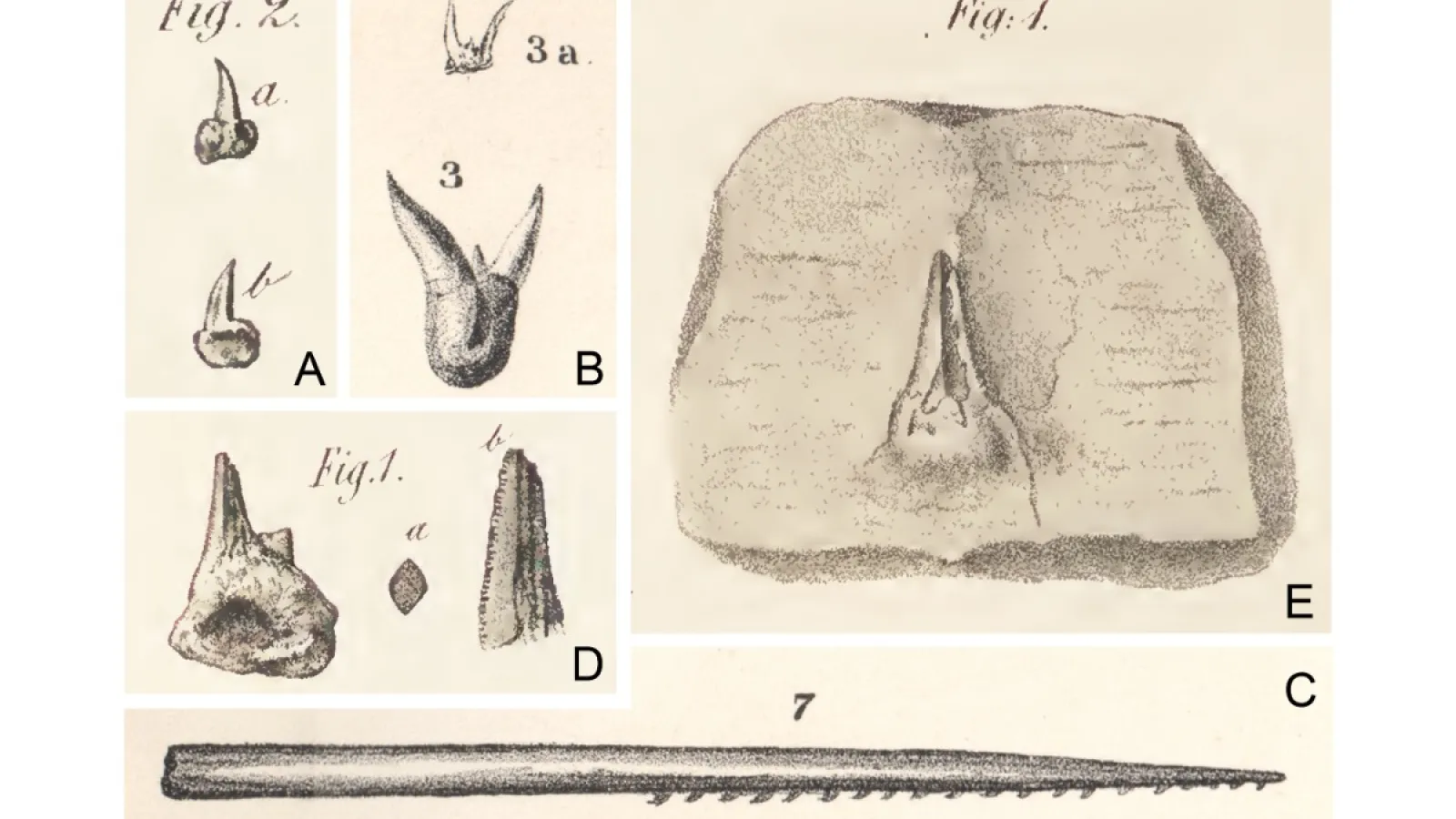 Original 19th century figures of Orthacanthus