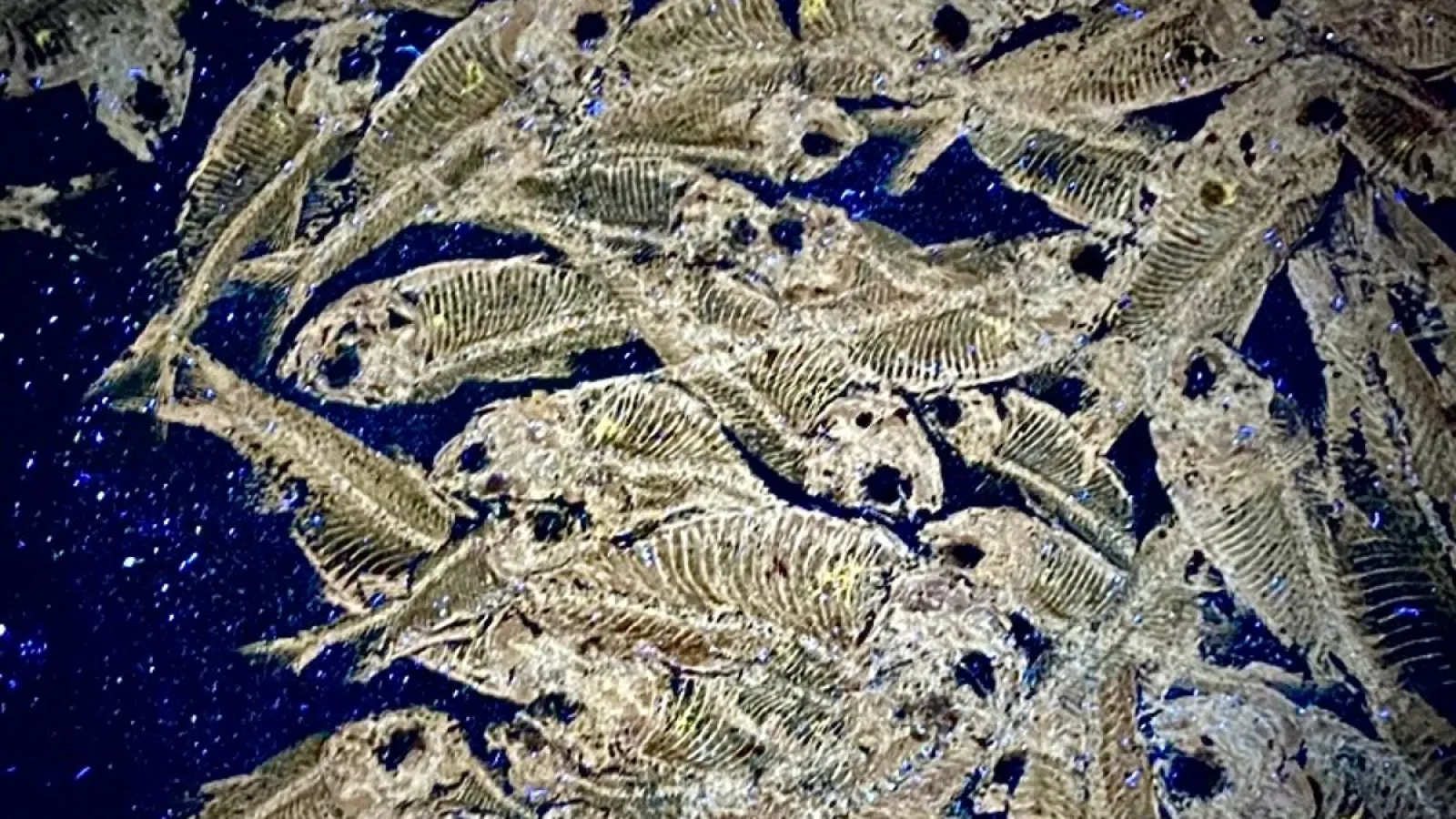 Green River Formation fishes under UV light