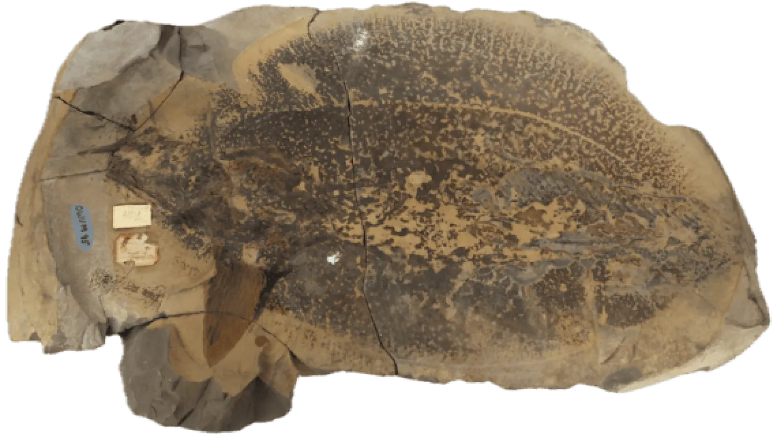 Fossil chondrichthyan in concretion