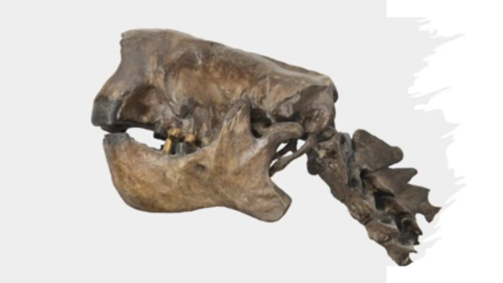 Skull of "Jeff," the Megalonyx