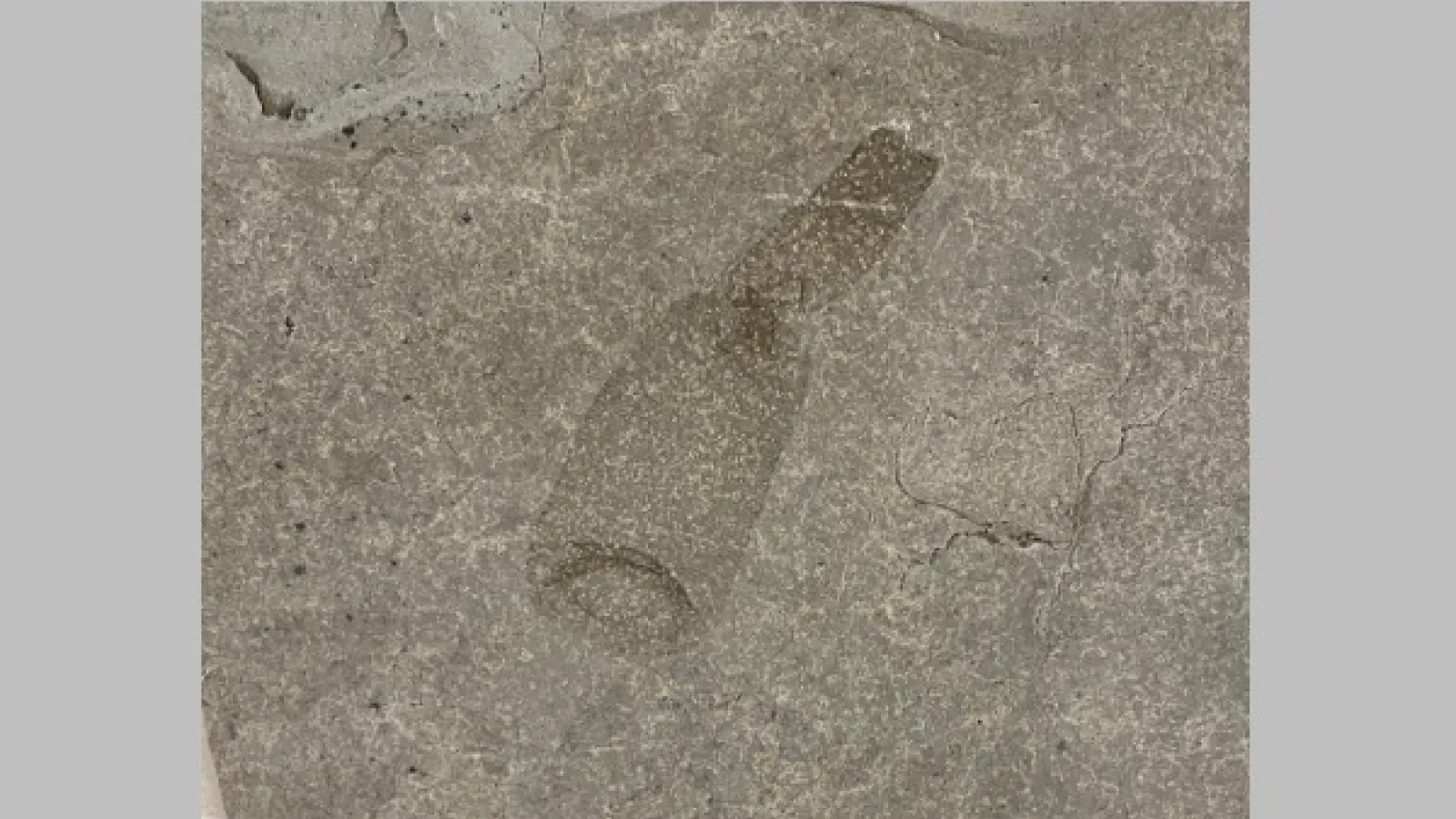 Macromyzon fossil