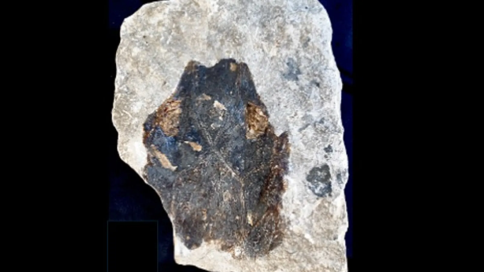 Fossil fish from the Columbus Limestone
