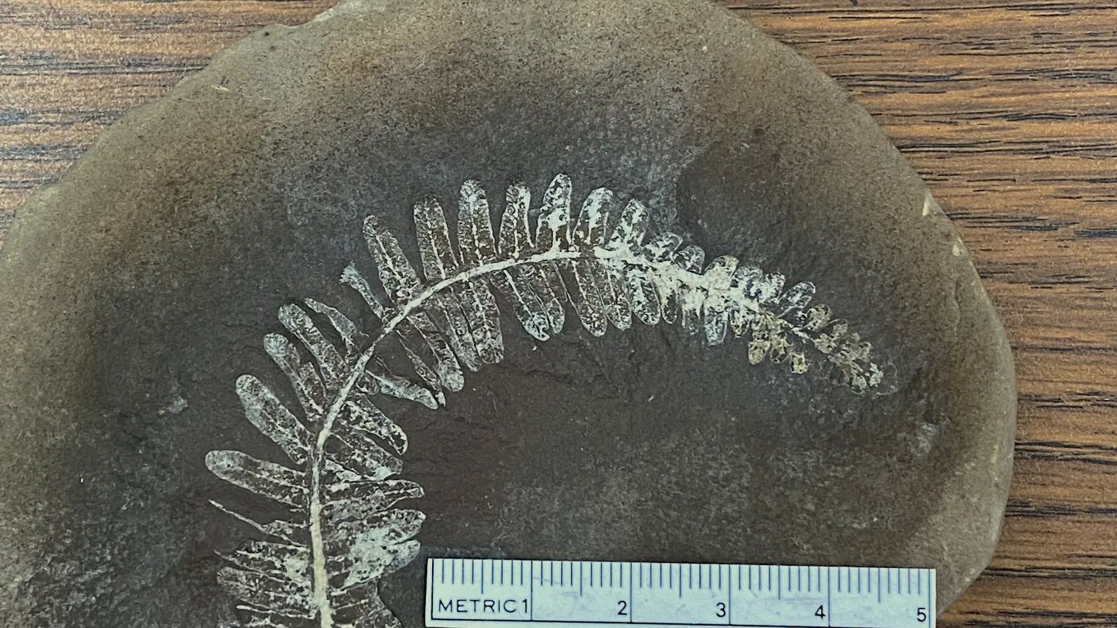 Fossil seed fern