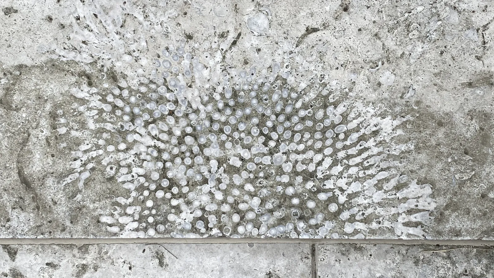 Coral and other Devonian fossils