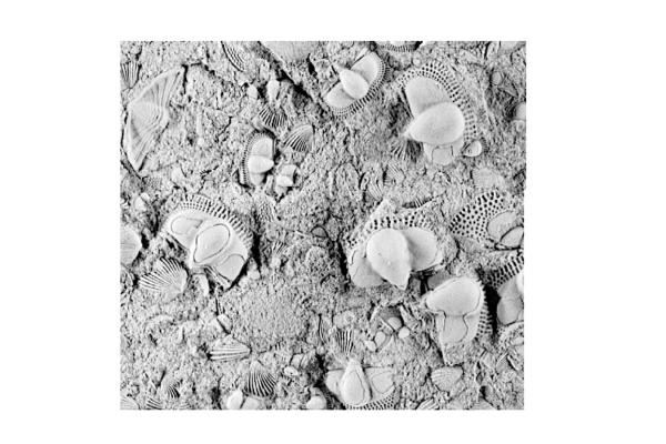 Cryptolithus Ordovician Ohio