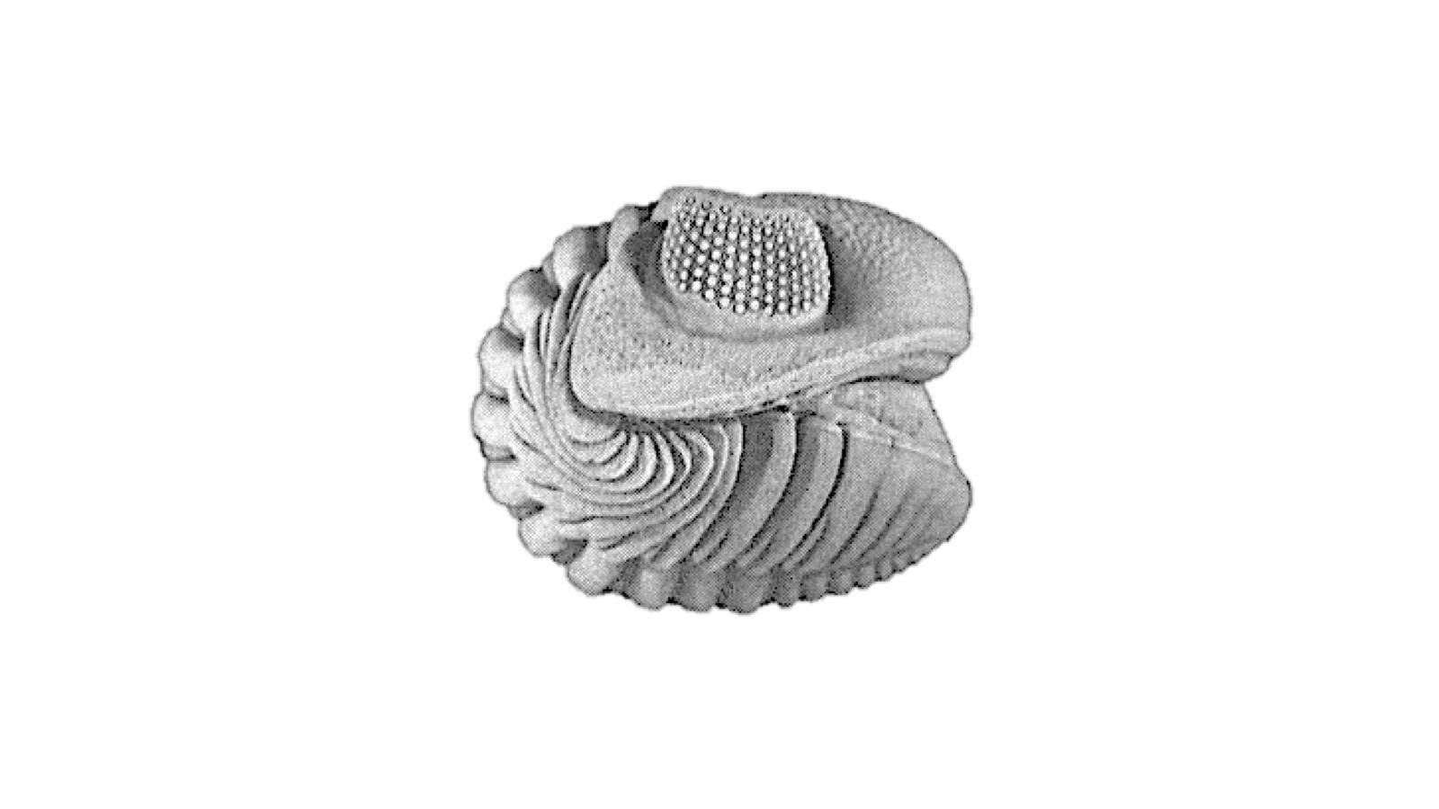 Phacops rana milleri lectotype