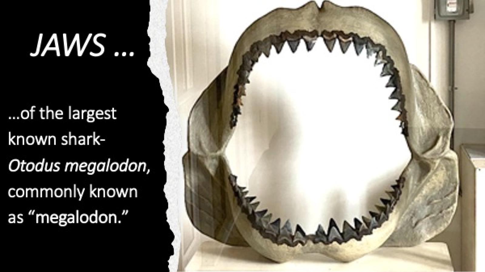 Jaws of the giant shark megalodon