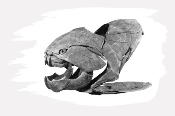 Dunkleosteus skull