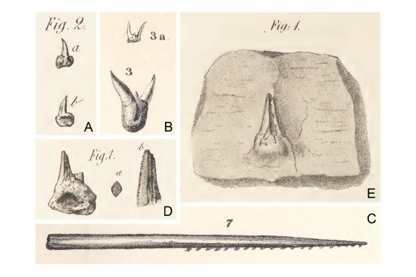 Original 19th century figures of Orthacanthus