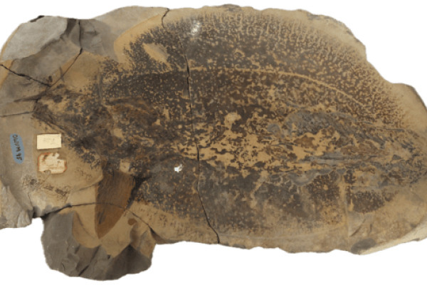 Fossil chondrichthyan in concretion