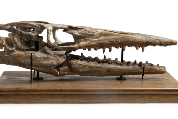 Tylosaurus skull