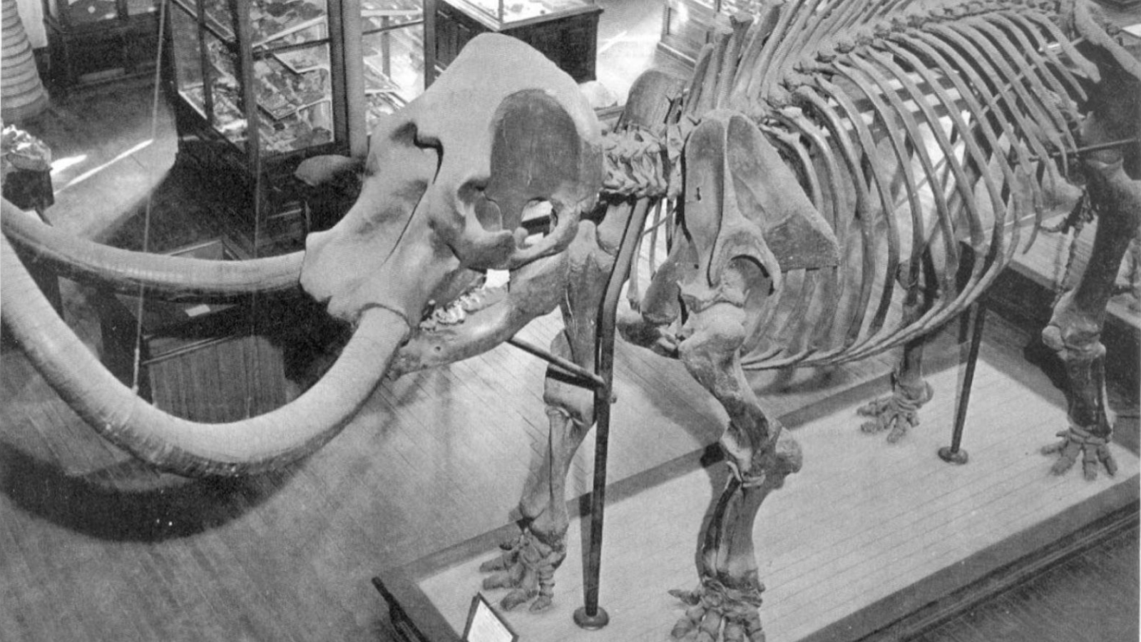 Conway mastodon