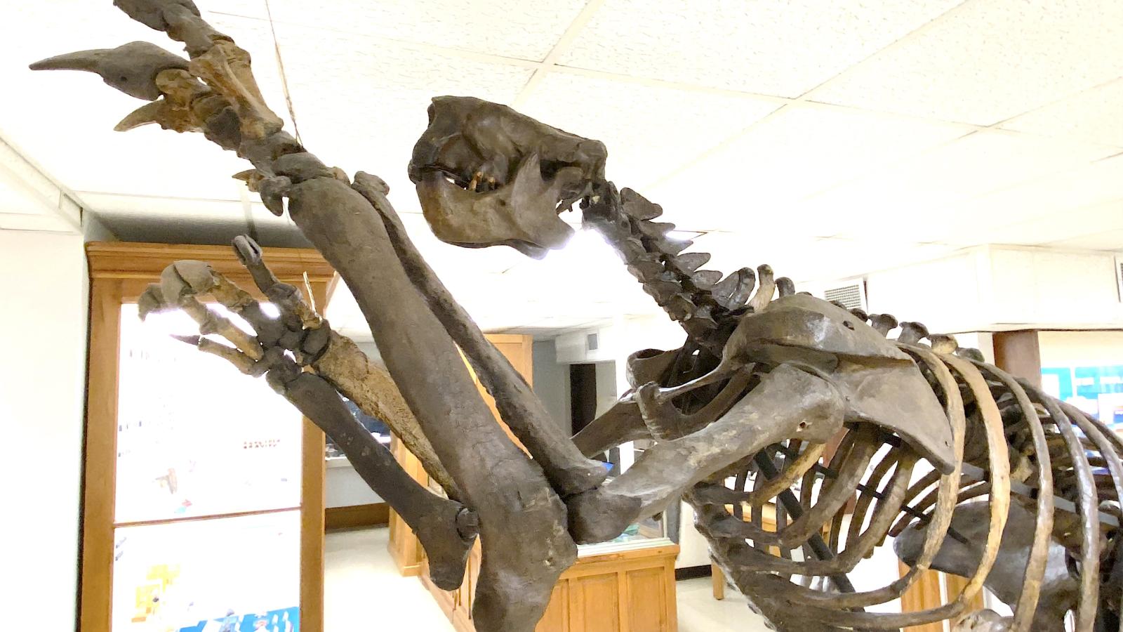 Megalonyx jeffersonii in Orton Museum