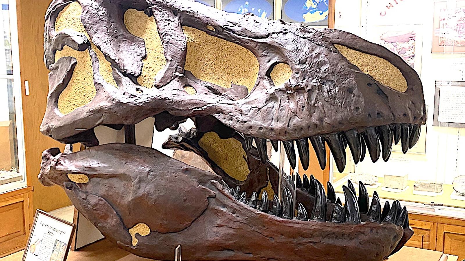 Tyrannosaurus rex skull - lateral view