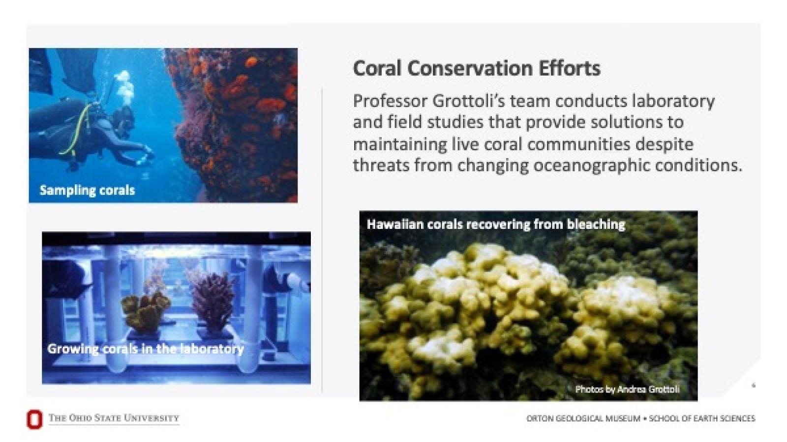 Coral conservation efforts