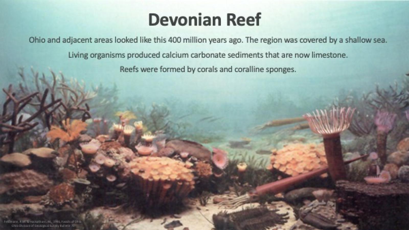 Devonian reef