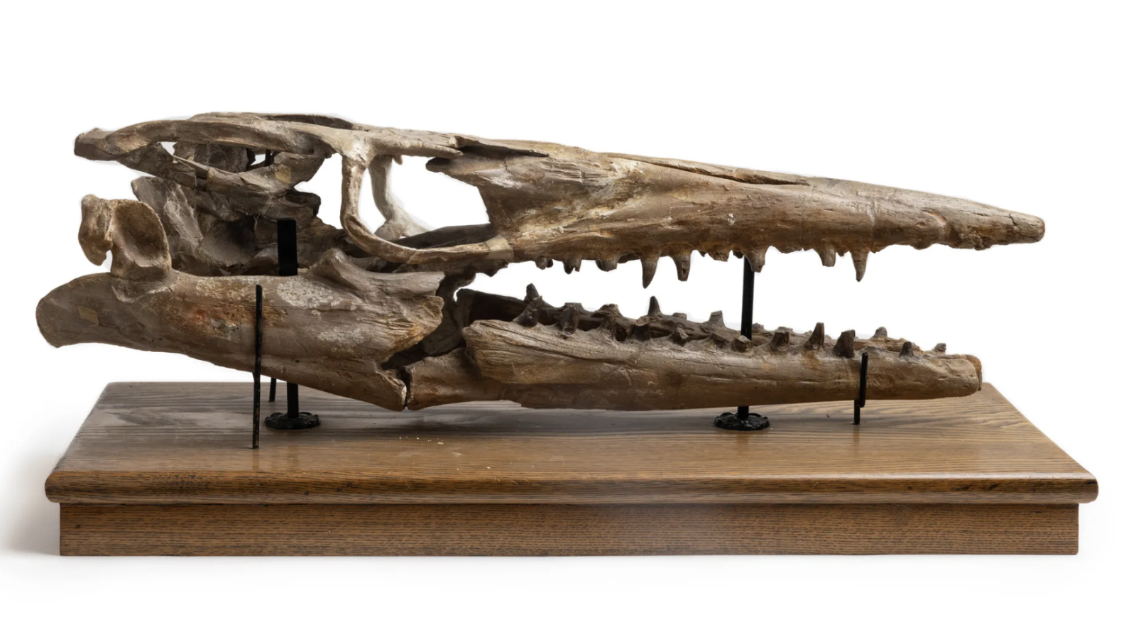 Tylosaurus skull