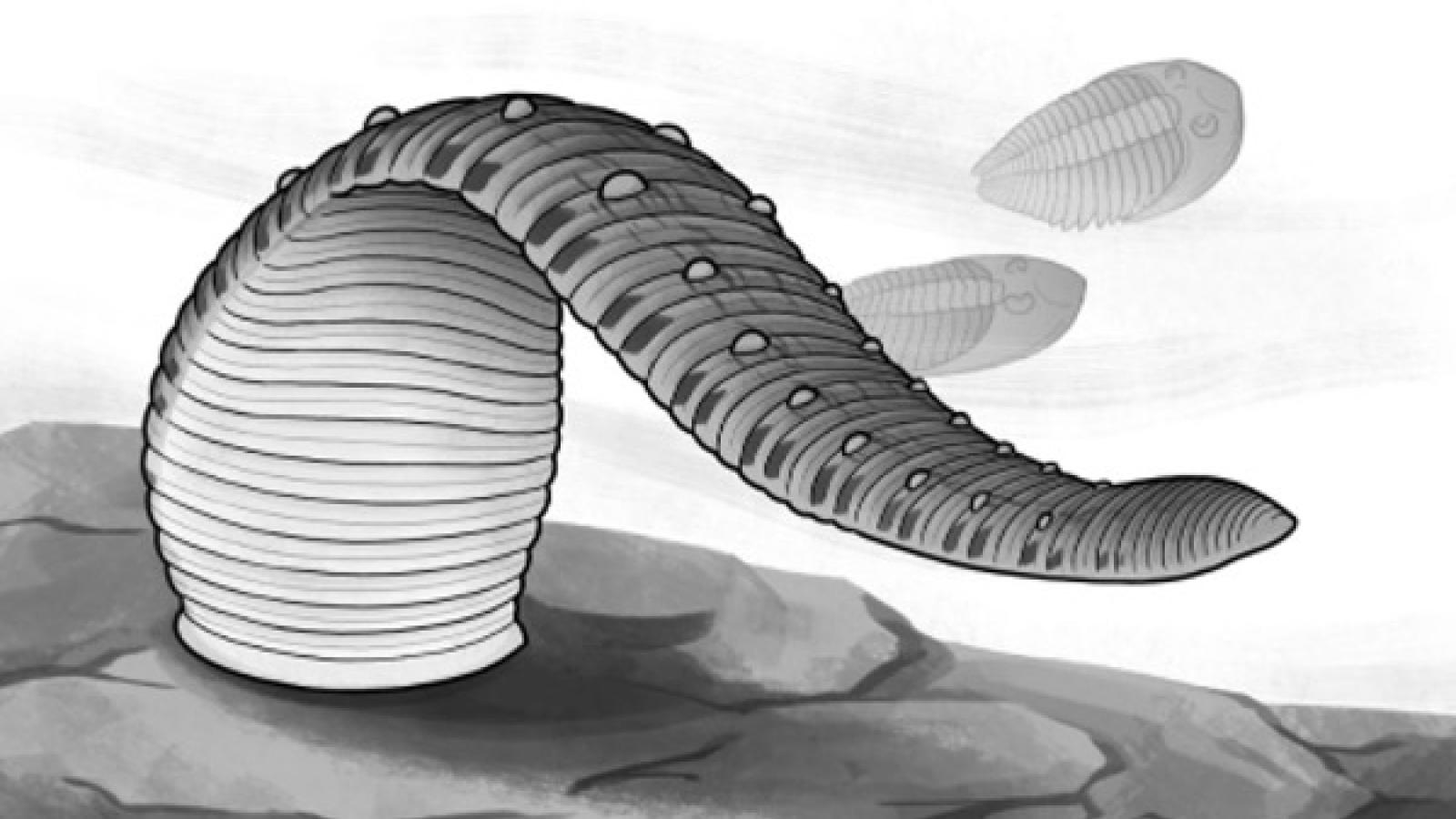 Macromyzon reconstruction