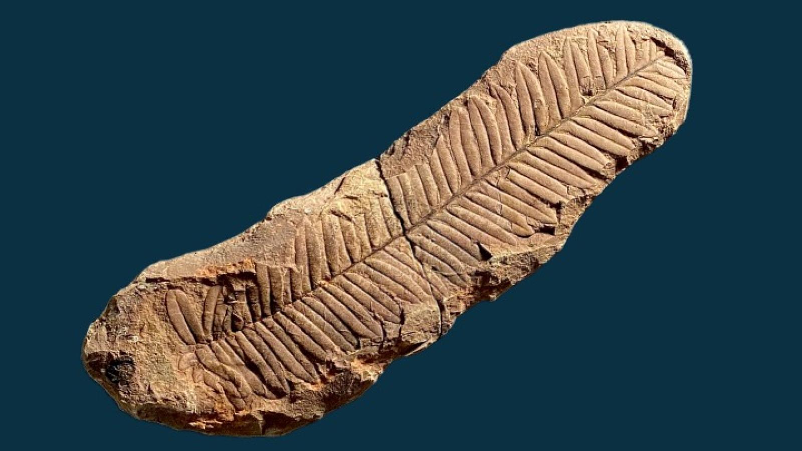 A fossil seed fern, Alethopteris