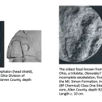 Ohio's Fossil Record - Cambrian fossils