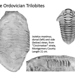 Ohio's Fossil Record - Ordovician fossils