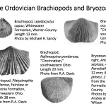 Ohio's Fossil Record - Ordovician fossils