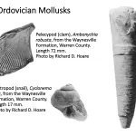 Ohio's Fossil Record - Ordovician fossils