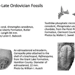 Ohio's Fossil Record - Ordovician fossils