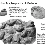 Ohio's Fossil Record - Silurian fossils