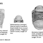 Ohio's Fossil Record - Silurian fossils