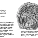 Ohio's Fossil Record - Silurian fossils