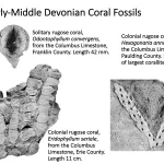 Ohio's Fossil Record - Devonian fossils