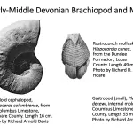 Ohio's Fossil Record - Devonian fossils