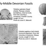 Ohio's Fossil Record - Devonian fossils