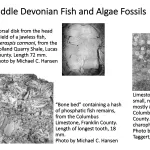 Ohio's Fossil Record - Devonian fossils