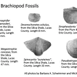 Ohio's Fossil Record - Devonian fossils