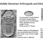 Ohio's Fossil Record - Devonian fossils