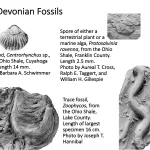 Ohio's Fossil Record - Devonian fossils