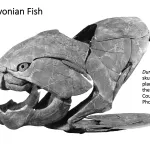 Ohio's Fossil Record - Devonian fossils