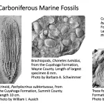 Ohio's Fossil Record - Carboniferous fossils