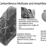 Ohio's Fossil Record - Carboniferous fossils