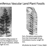 Ohio's Fossil Record - Carboniferous fossils