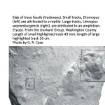 Ohio's Fossil Record - Permian fossils