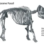 Ohio's Fossil Record - Pleistocene fossils
