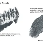 Ohio's Fossil Record - Pleistocene fossils